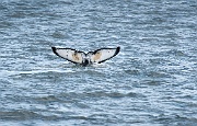 Whale watching, getting this shot of a humpback was a fluke - 4